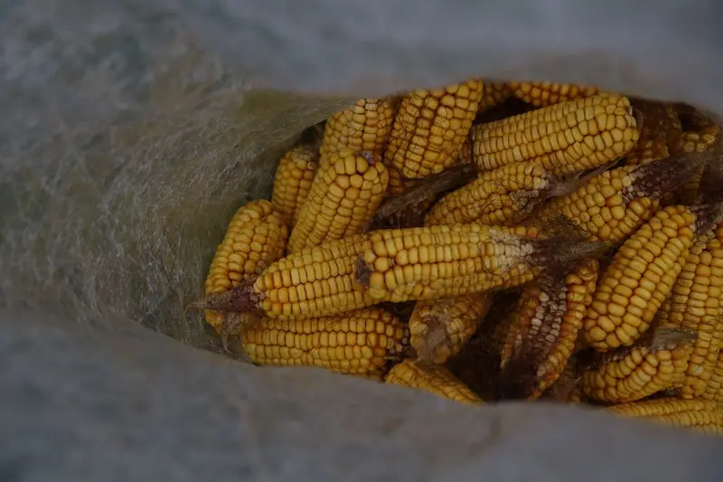 Maíz en saco de una agropecuaria barinesa que vende por internet