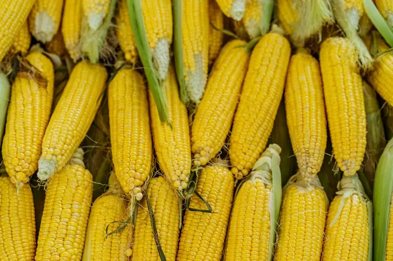 Maíz de Portuguesa ofrecido por una agropecuaria con tienda online