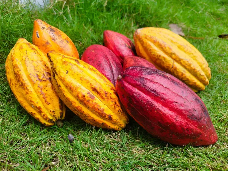 Cacao venezolano vendido por kilo en una tienda virtual