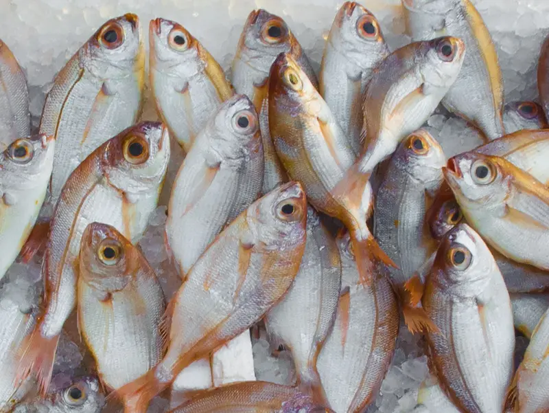 Pescado del Delta del Orinoco vendido en Tucupita